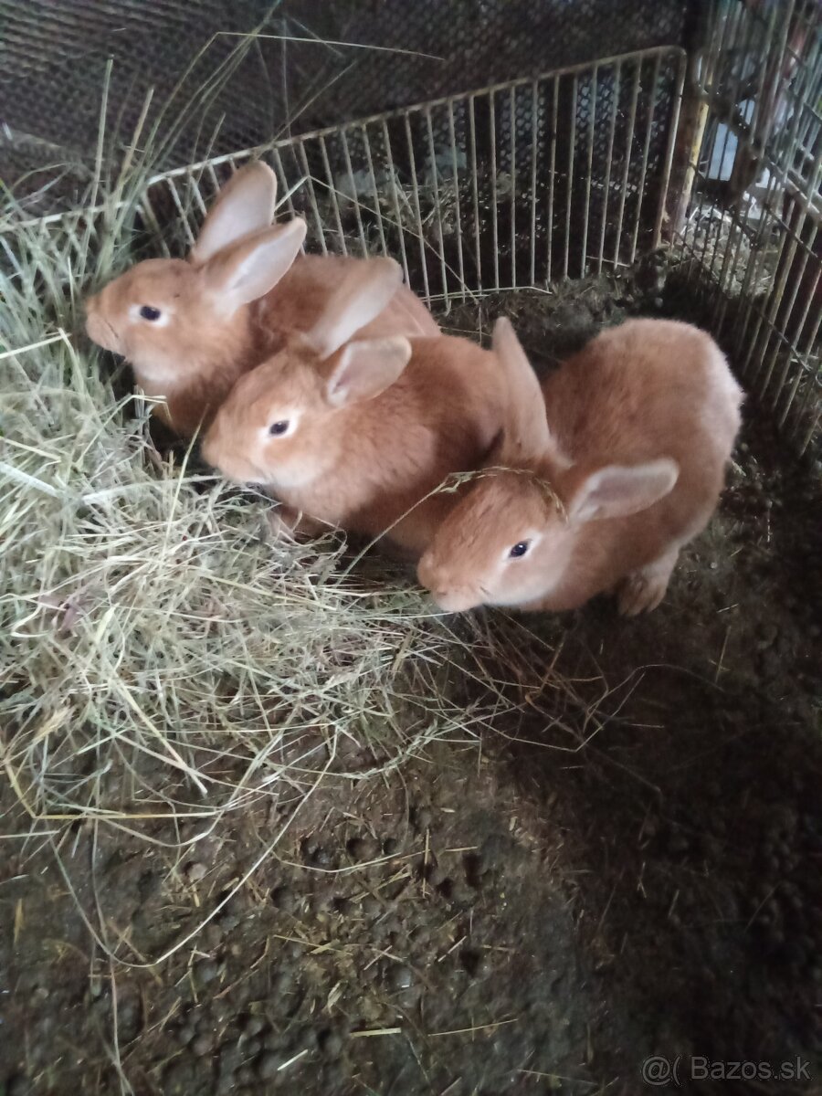 Predám burgundske králiky - 2