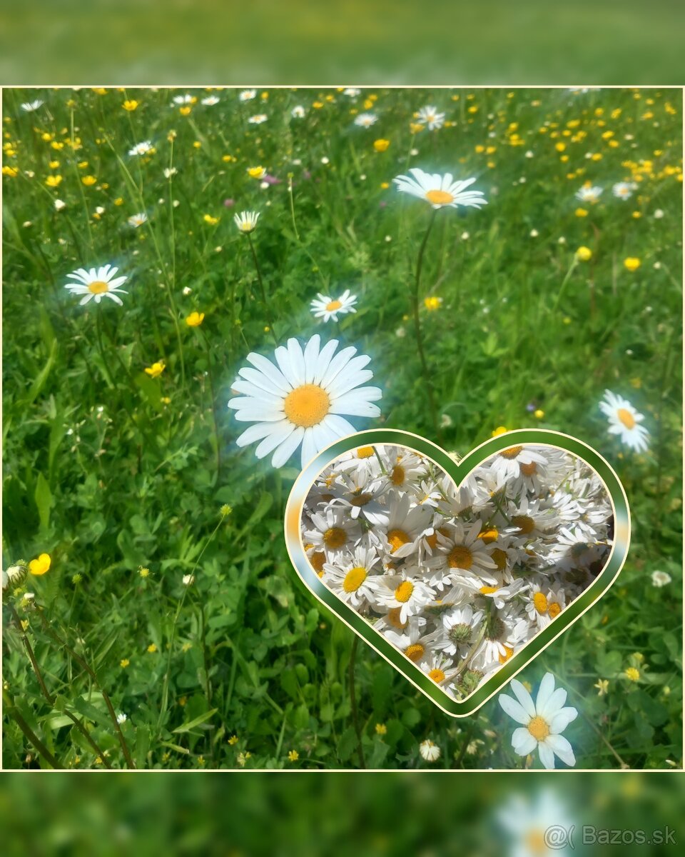 Sušené bylinky - 2