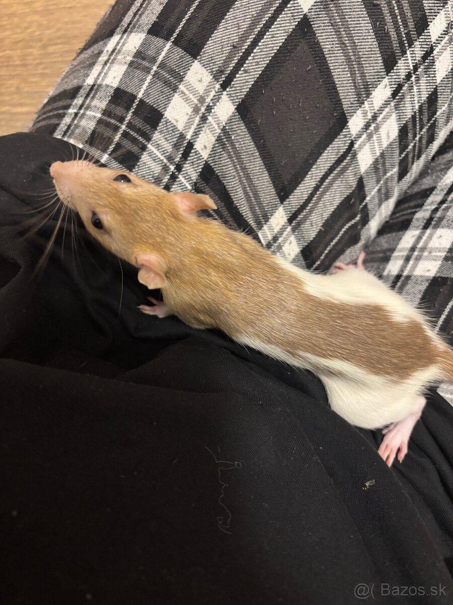Darujem samičku potkana - 2