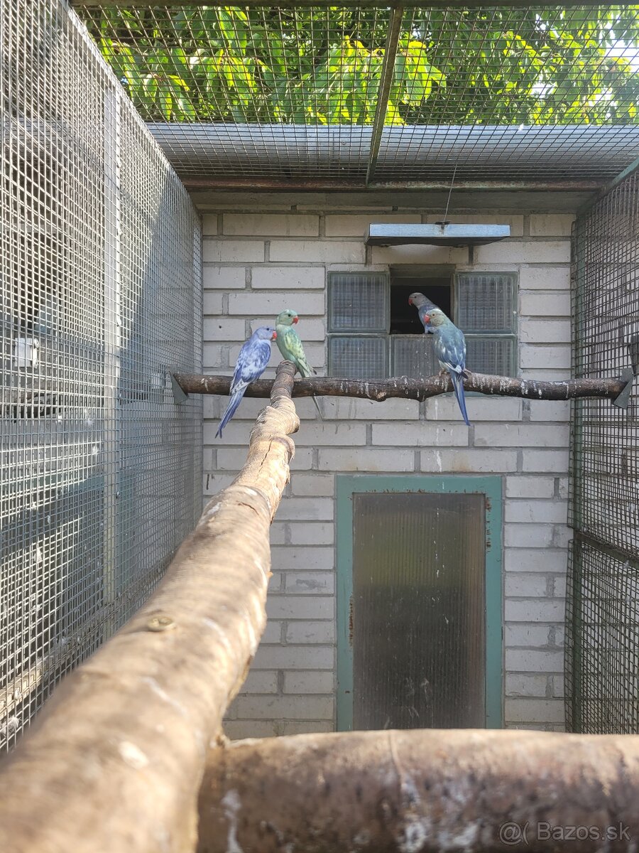 Predám Alexander malý - 2