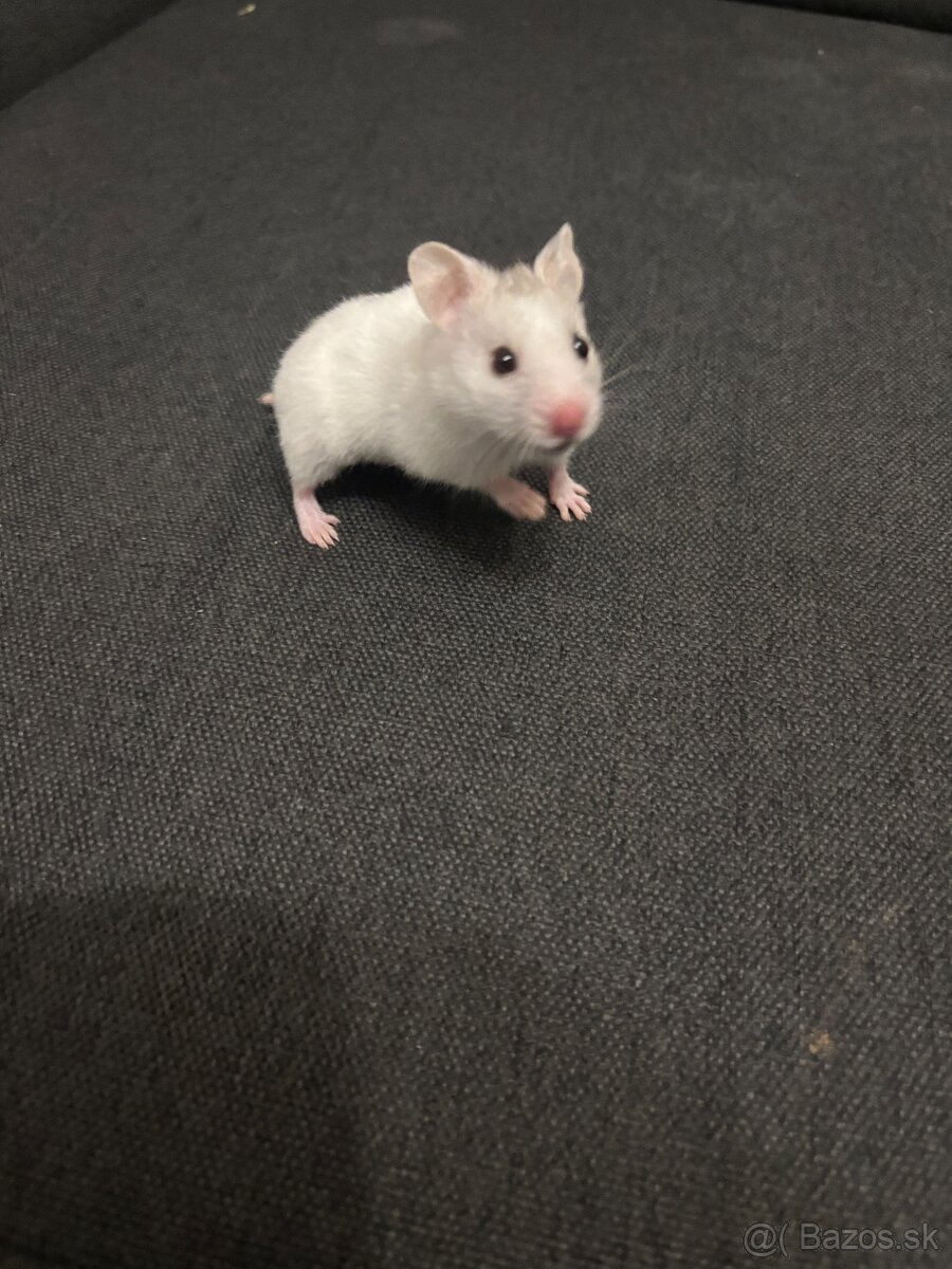 Škrečok sýrsky - 2