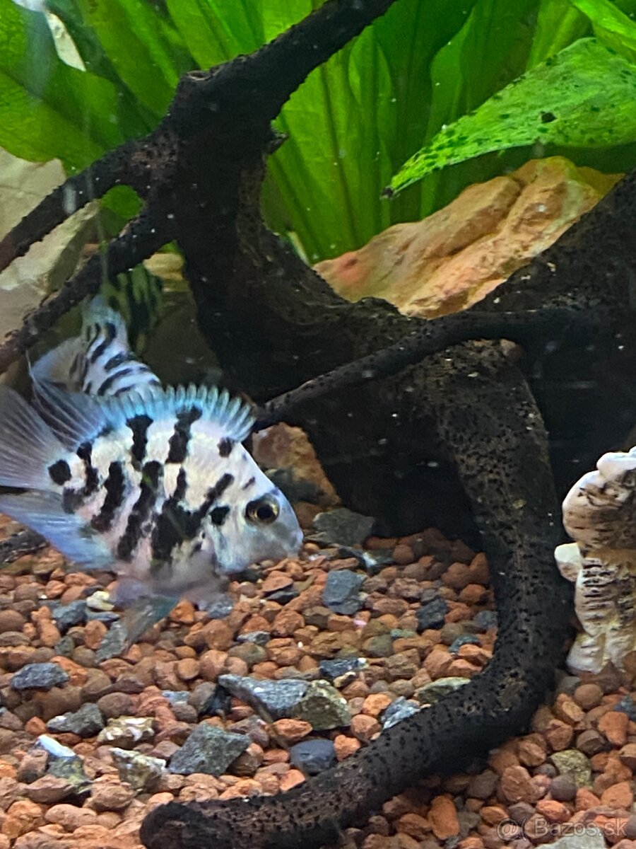 Blue parrot cichlidka - 2