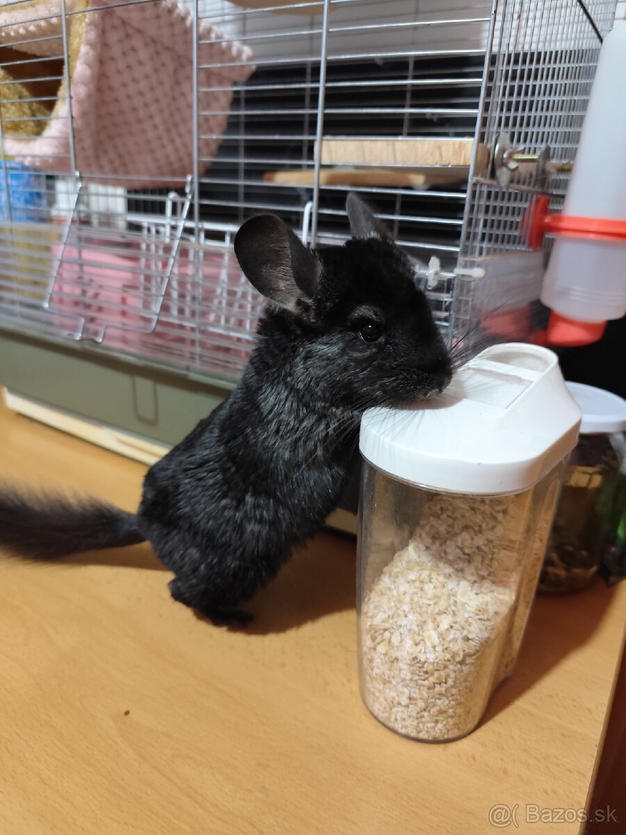 Predám činčilu samička - 2