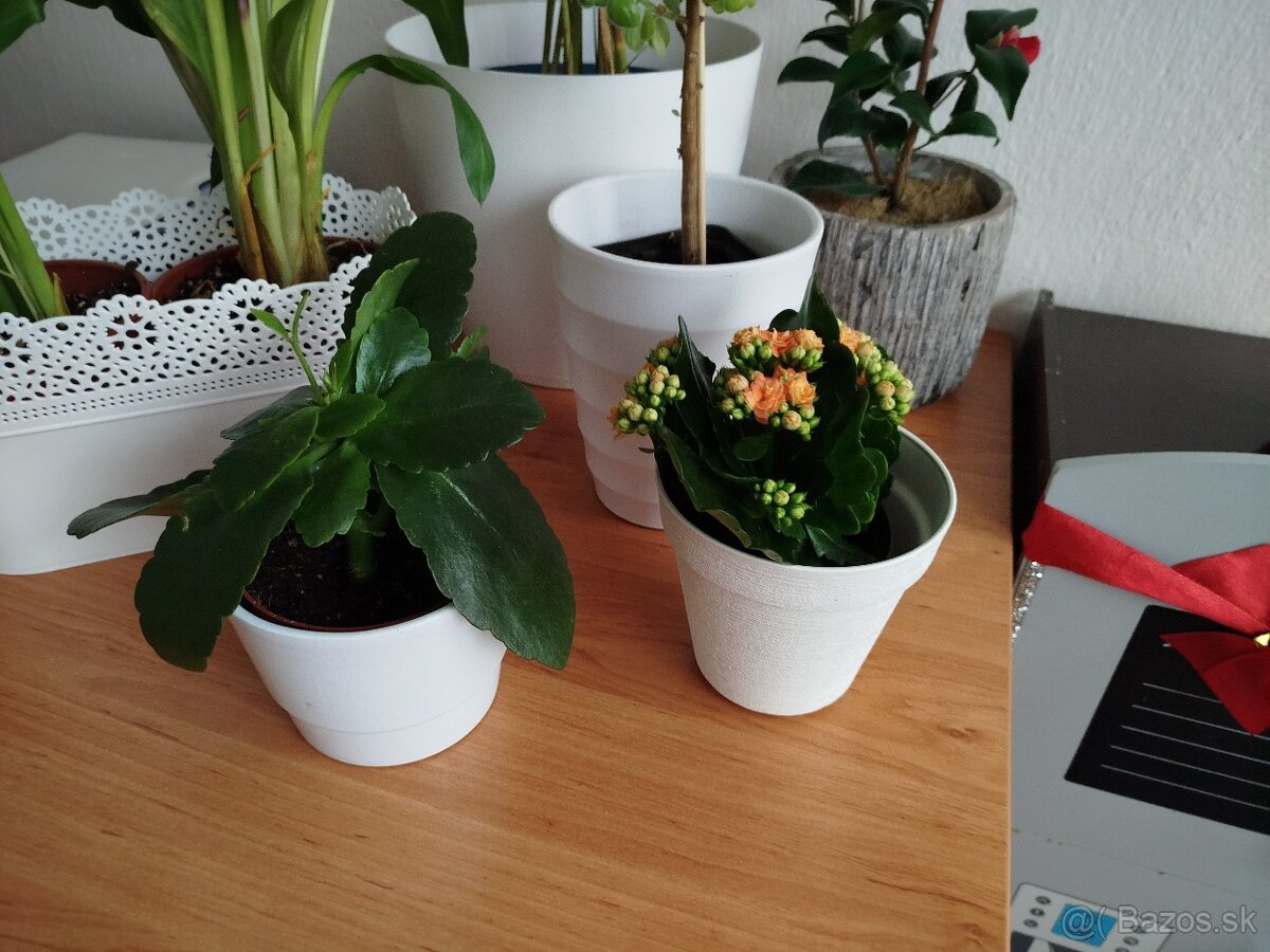 Izbové rastliny kvety mix - 2