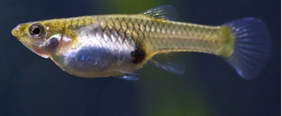 Predám Živorodky wingei mláďatá - 2