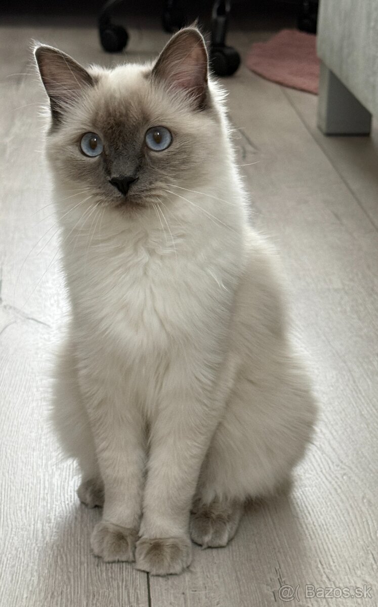 Ragdoll - 2