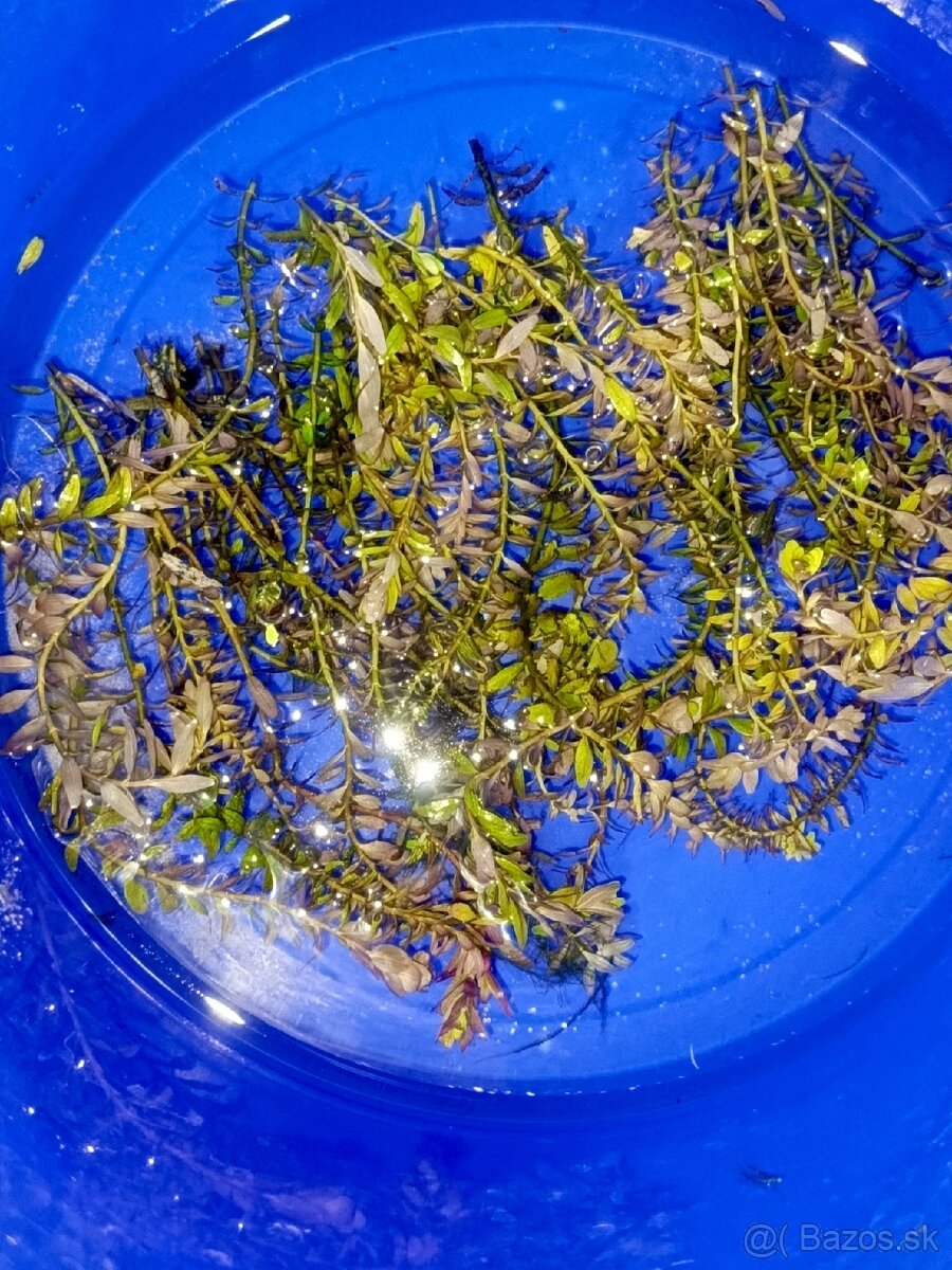 Rotala rotundifolia - 2