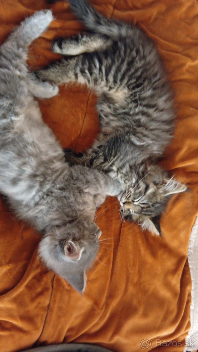 Maine coon - 2