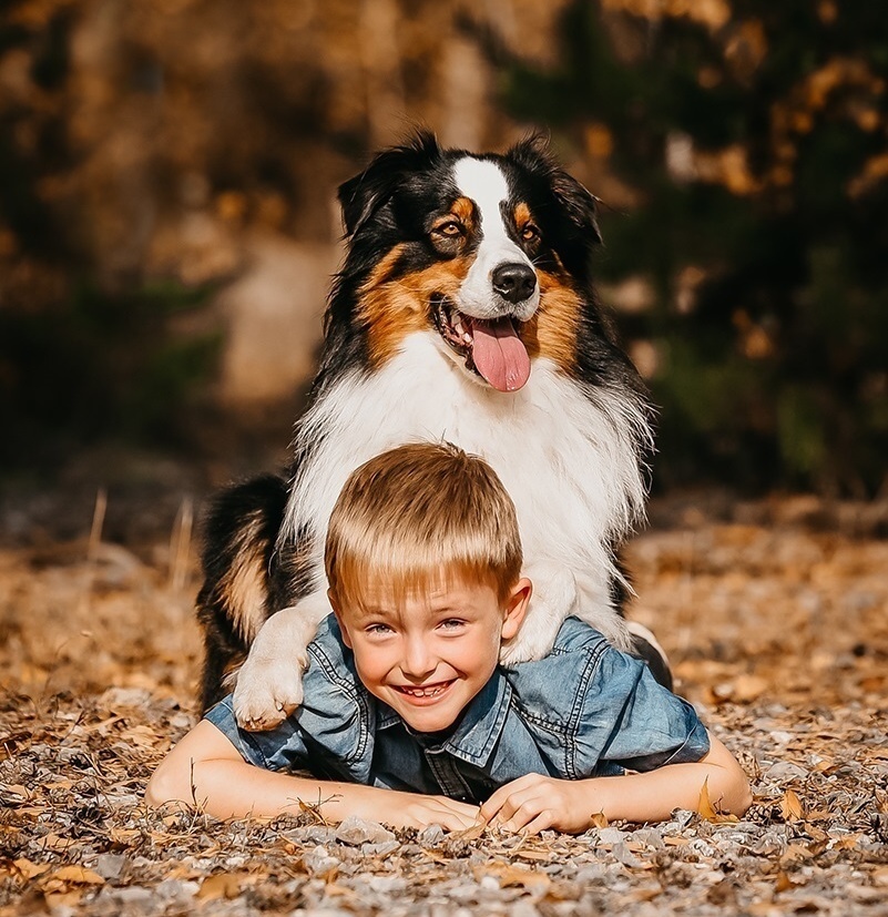 Austrálsky ovčiak - krytie, PP - 2