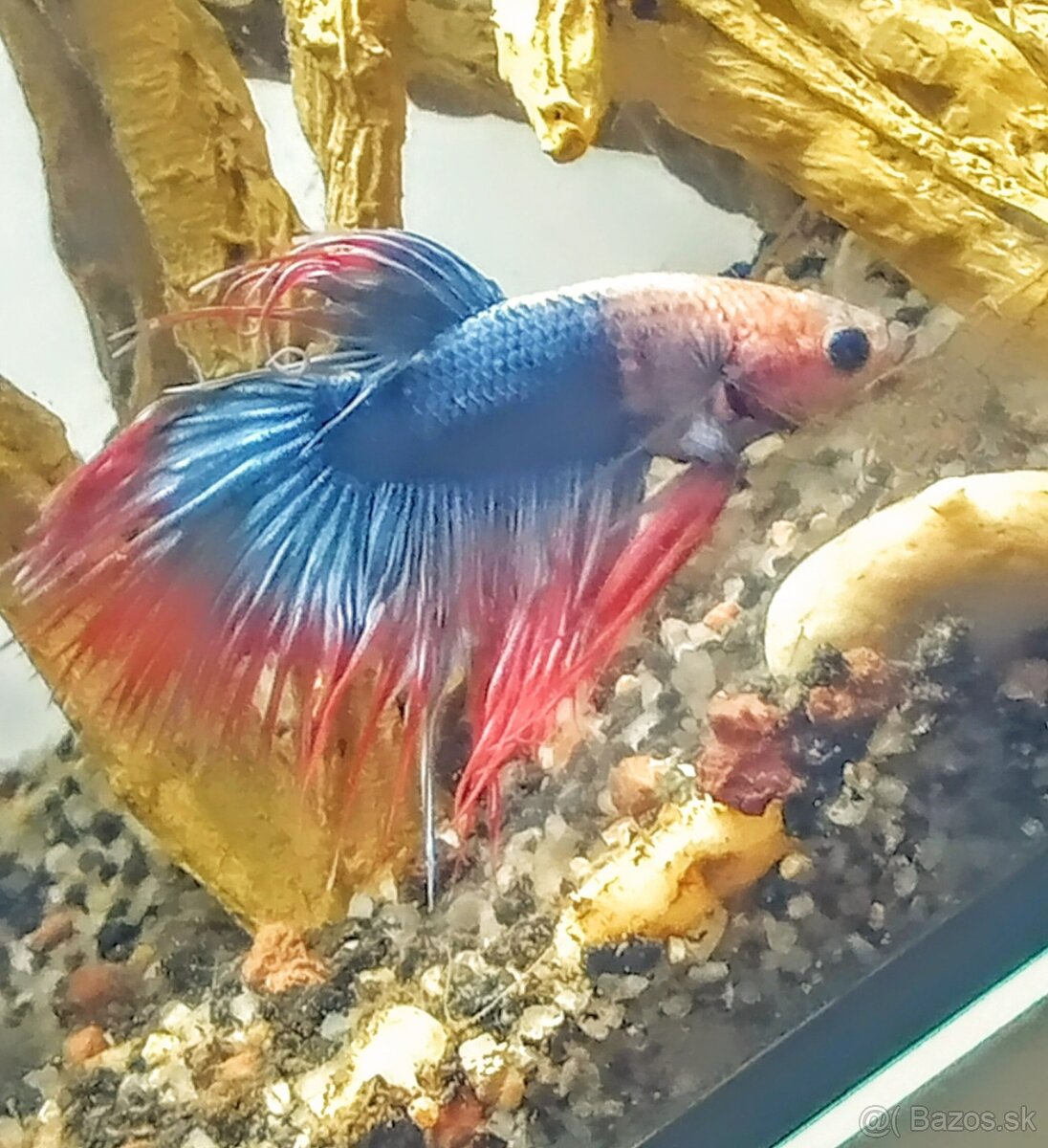 Predám Gupky, Pár bojovnice, - 2