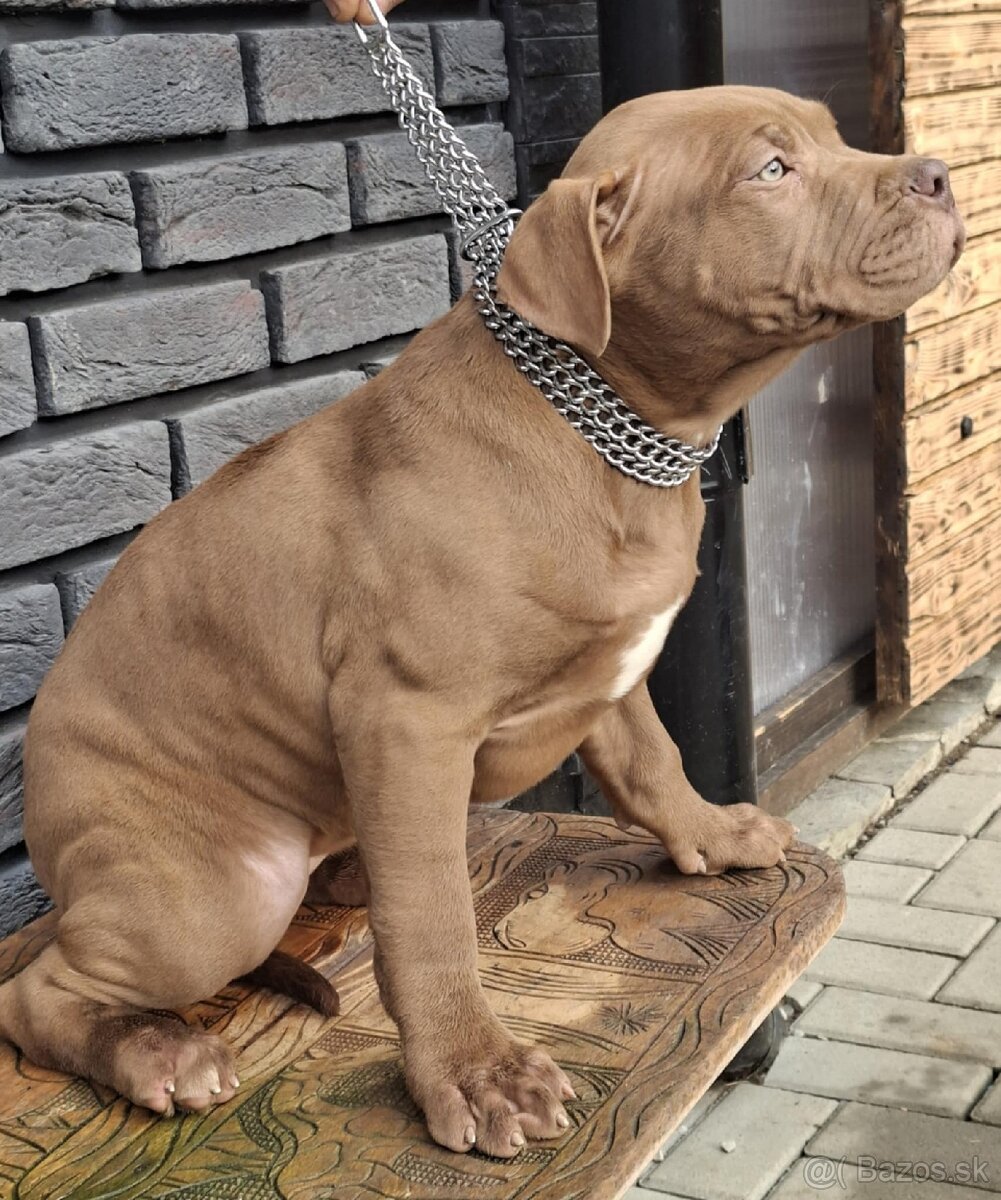 AMERICAN BULLY XL - 2