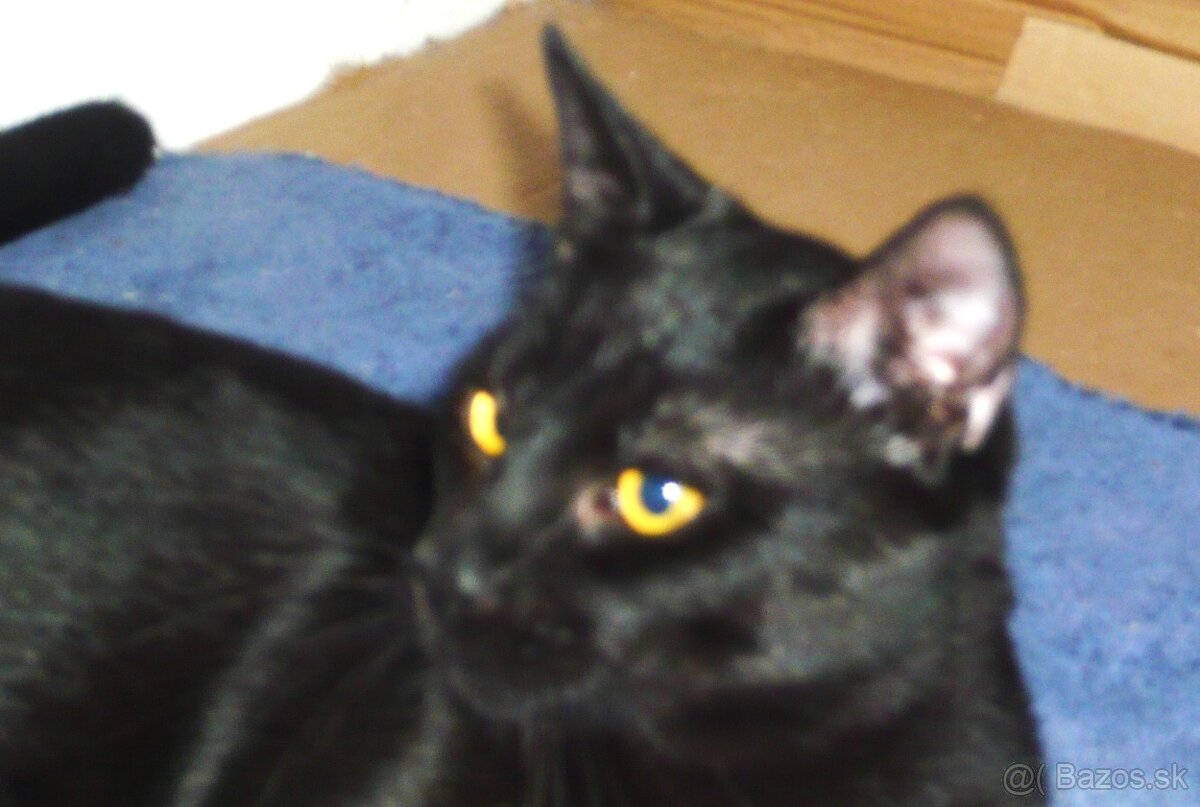 Stále čaká na dobrú rodinku - 2