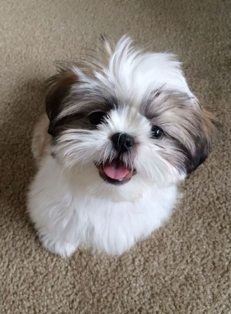 Kupim šteniatko - 2