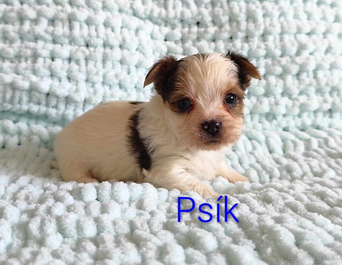 Yorkshire terrier - 2