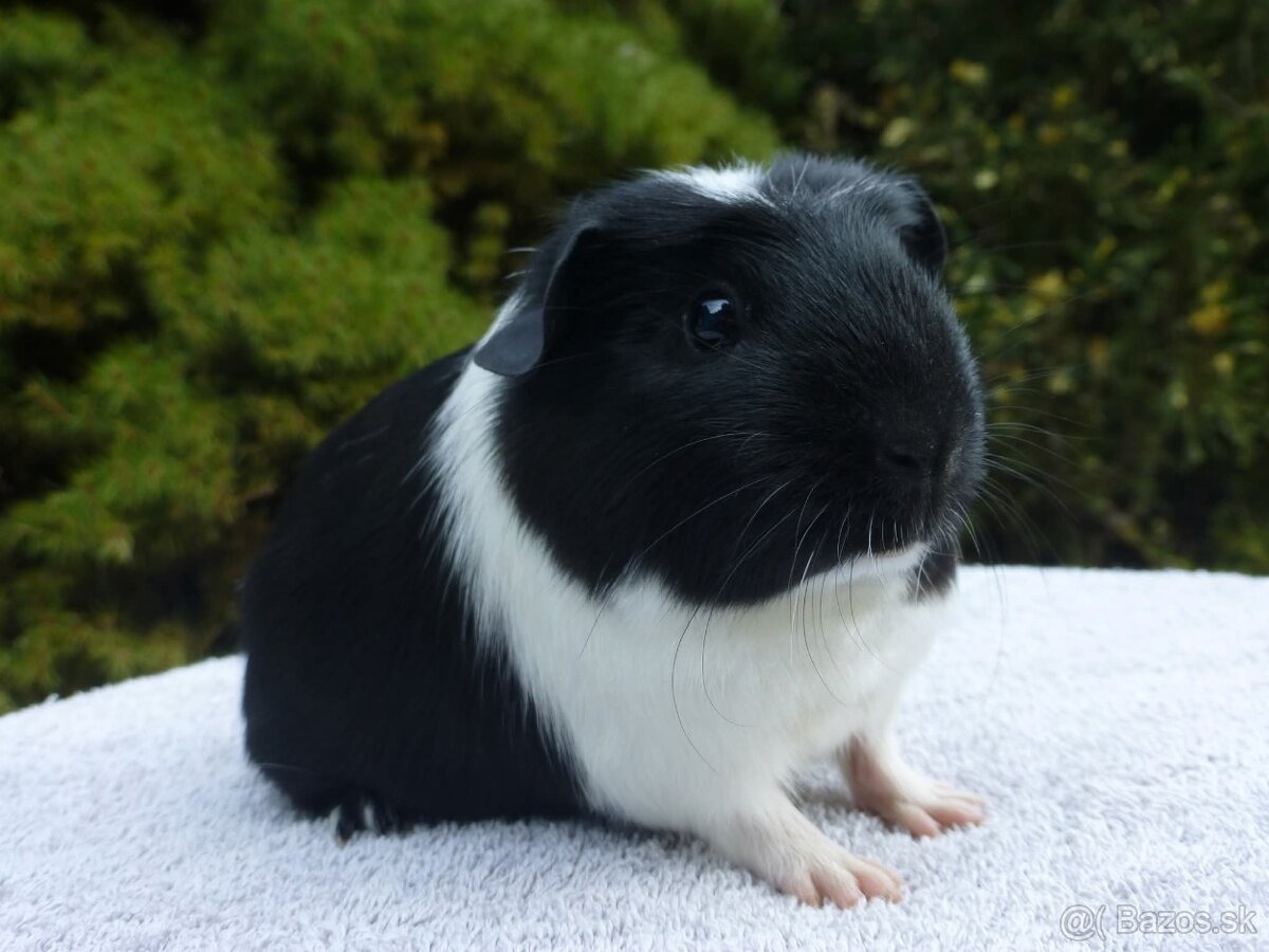 Morčiatka s rodokmeňom - 2