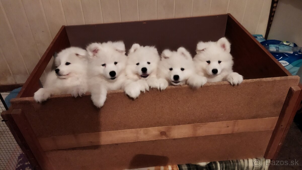 Samojed - 2
