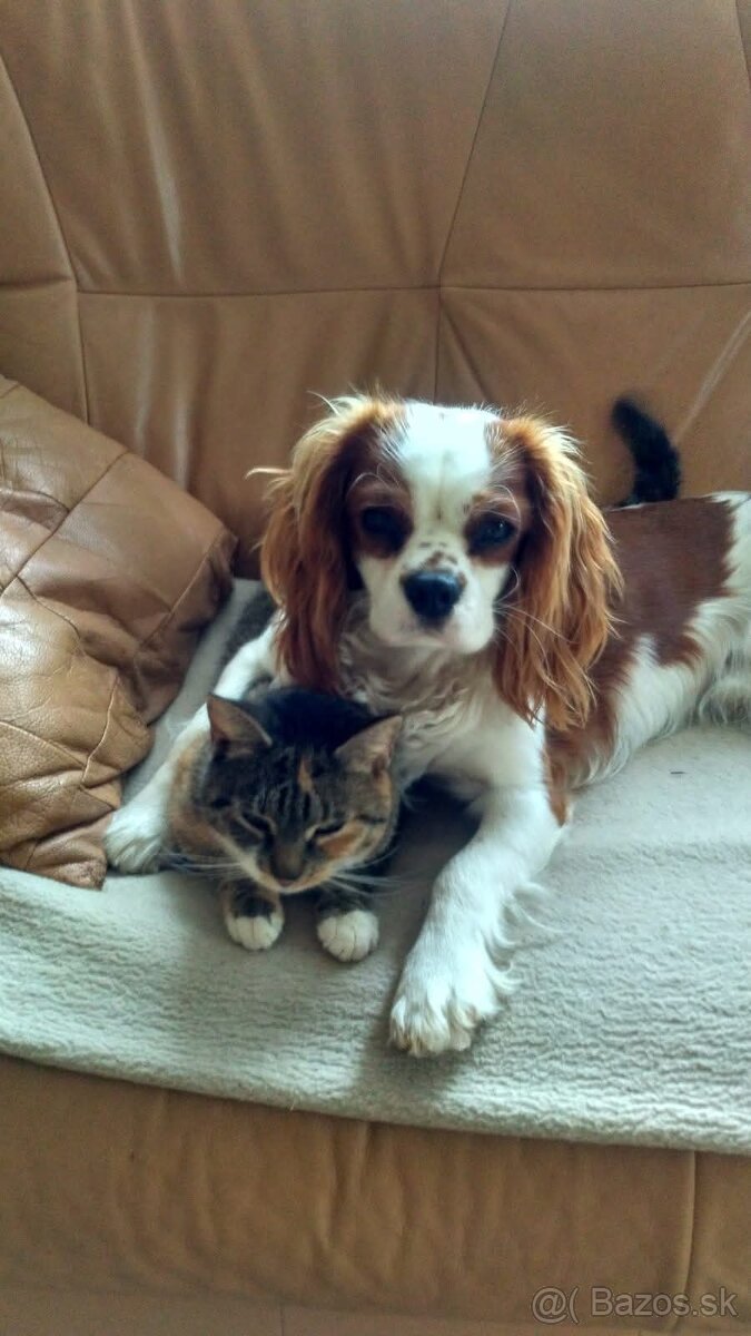 Cavalier King - 2