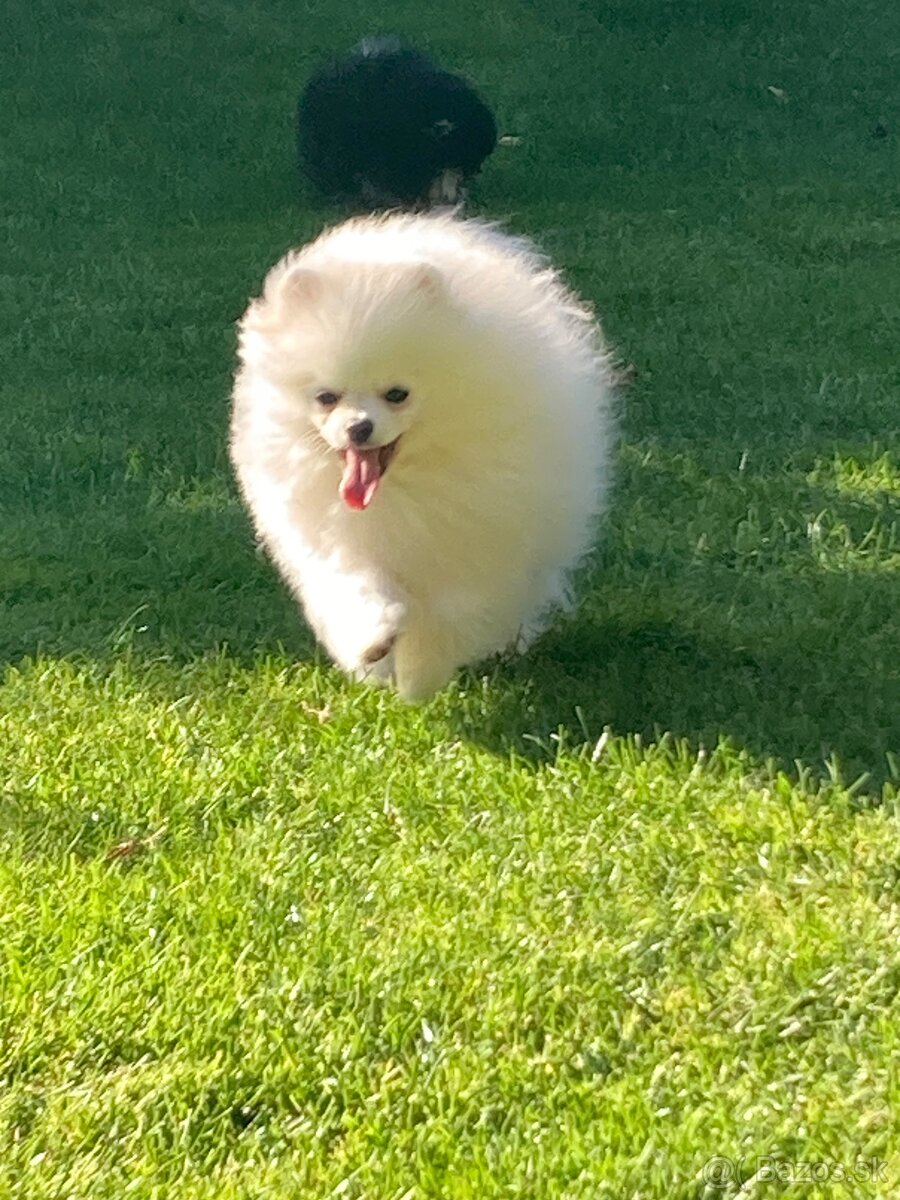 Pomeranian s PP FCI - 2