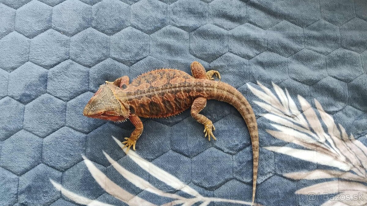 Agana+ terarium komplet - 2