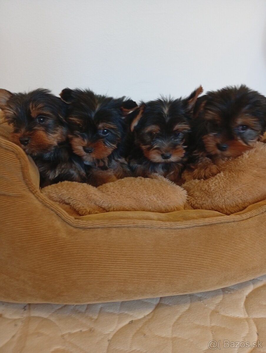 Yorkshire teriér Yorkshir - 2