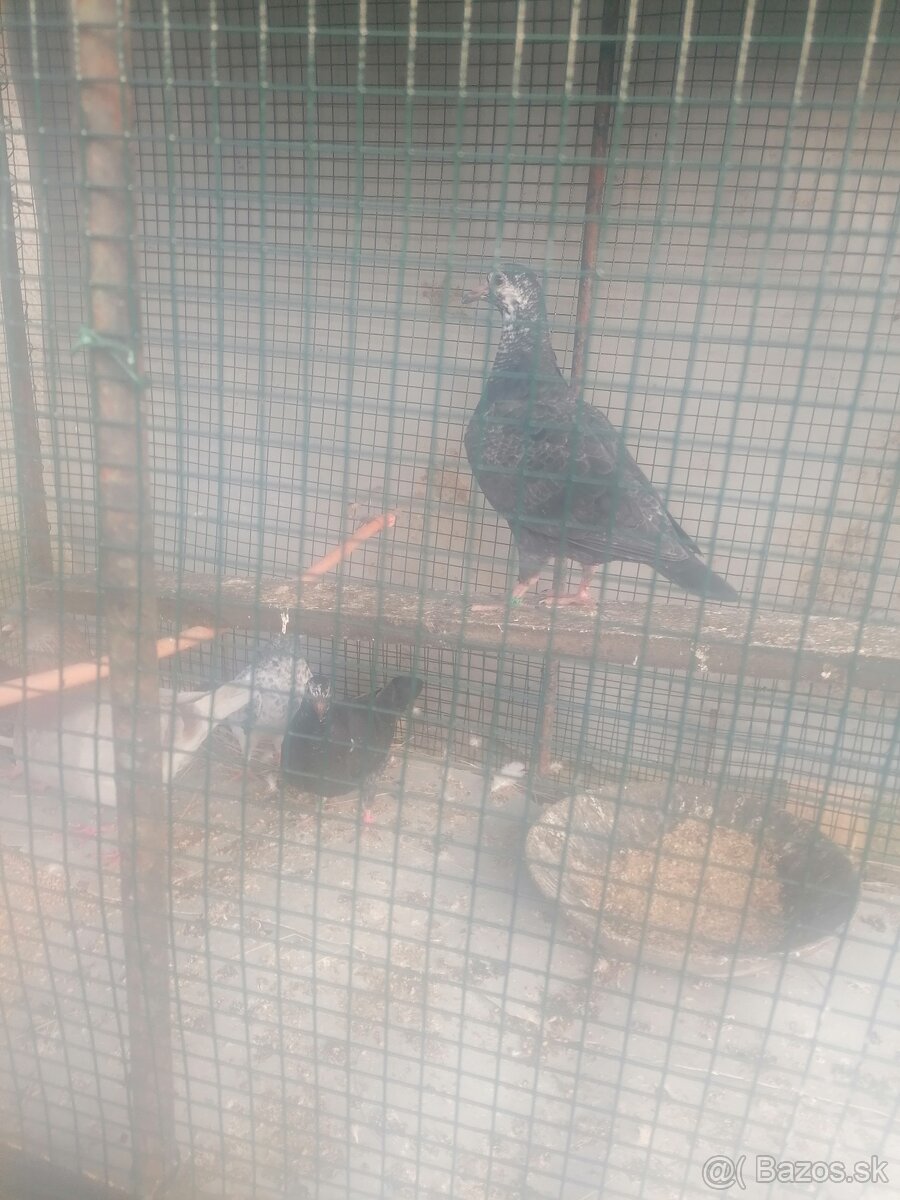 Poštové holuby - 2