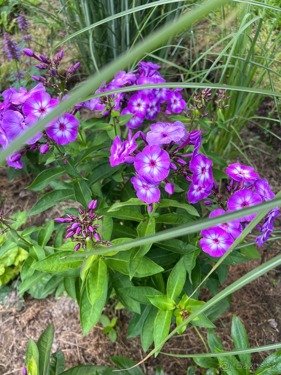 Flox - 2