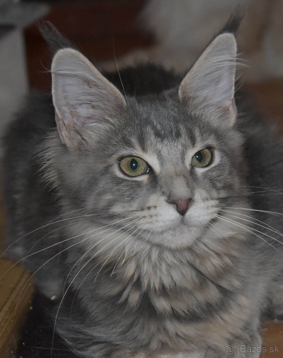 Mainská mývalia mačka - mačiatka Maine coon s PP - Goldie - 2