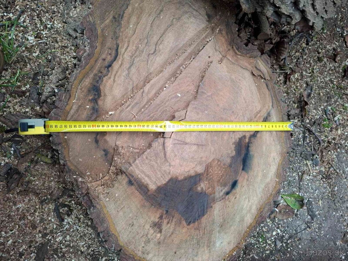 Orechové drevo – kvalitný, hrubý kmeň - 2