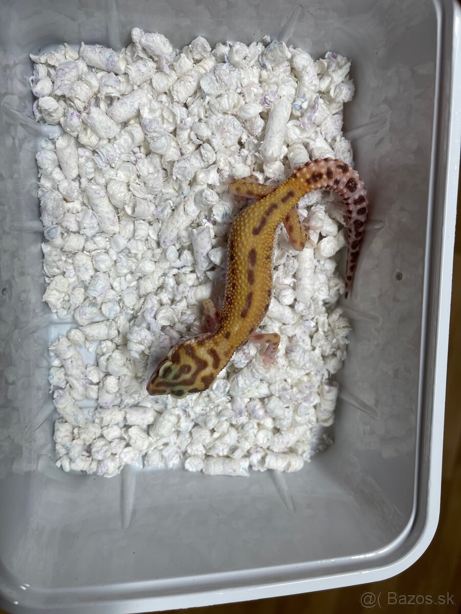 Gekoncik nočný - 2