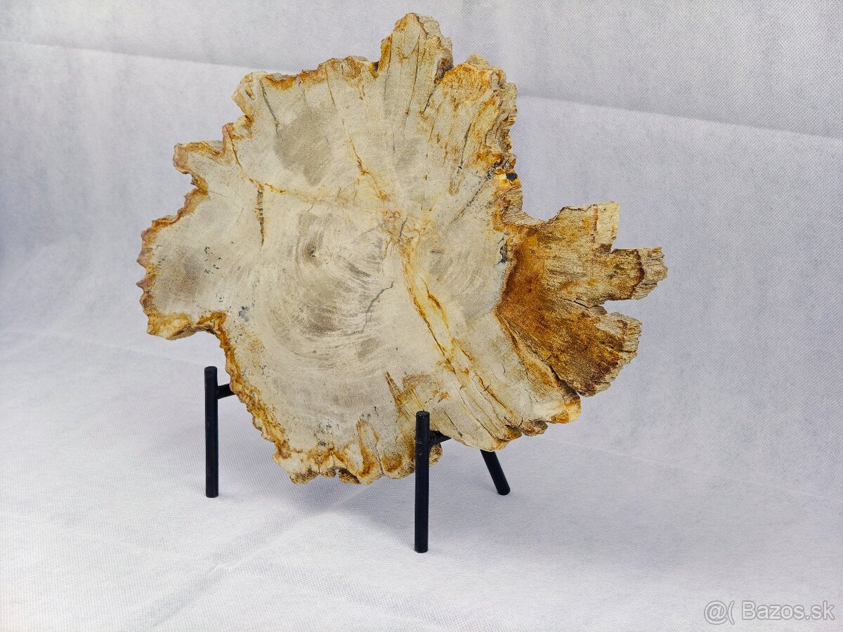 Výnimočný kus zkamenelého dreva – 23 mil rokov stará - 2