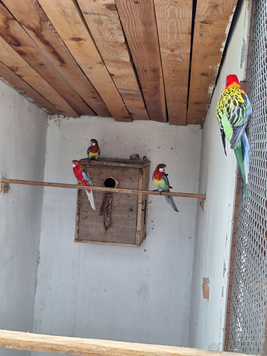 Rozela pestrá ,andulky - 2