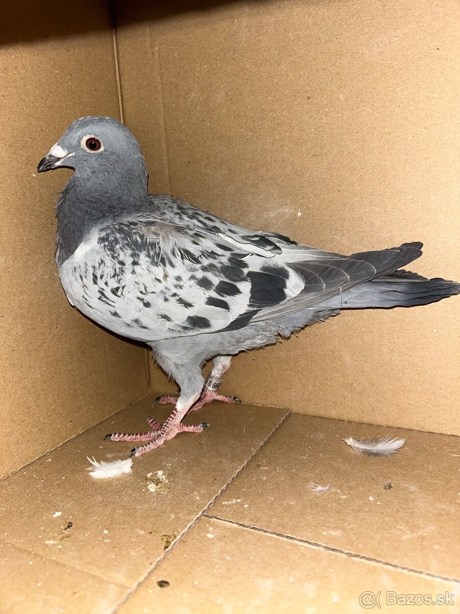 Postove holuby - 2