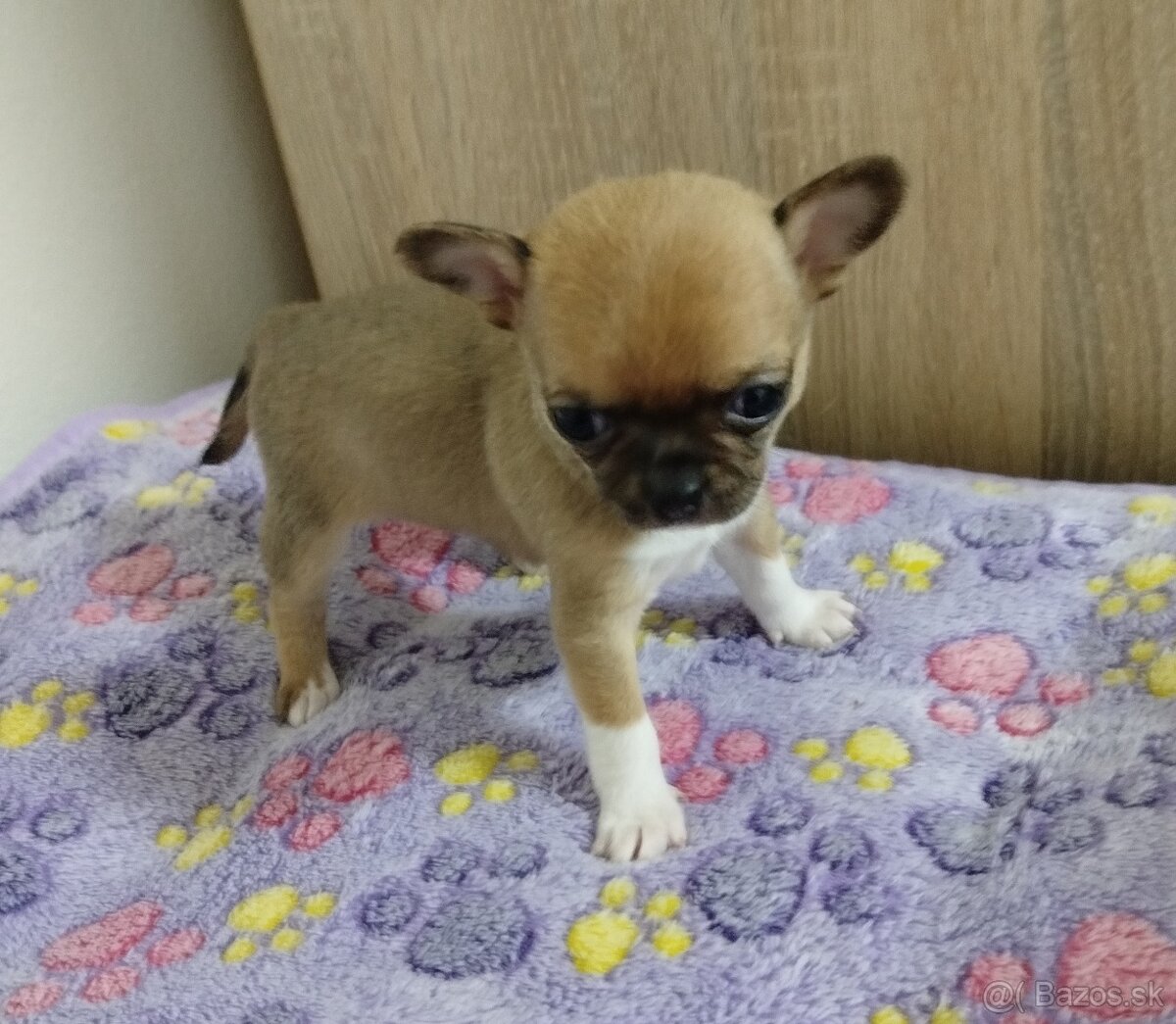 Čivava mini sučka krátkosrsta - 2