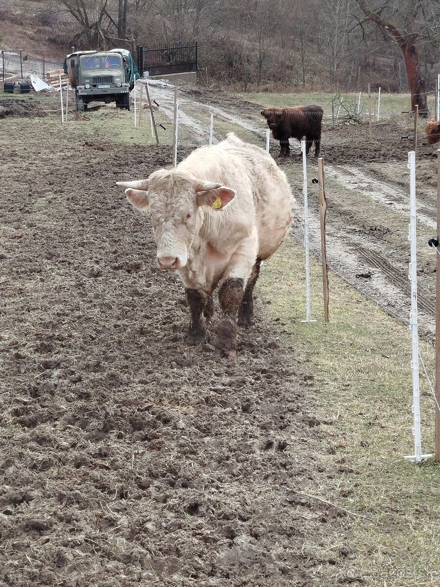 Predám býka Charloais - 2