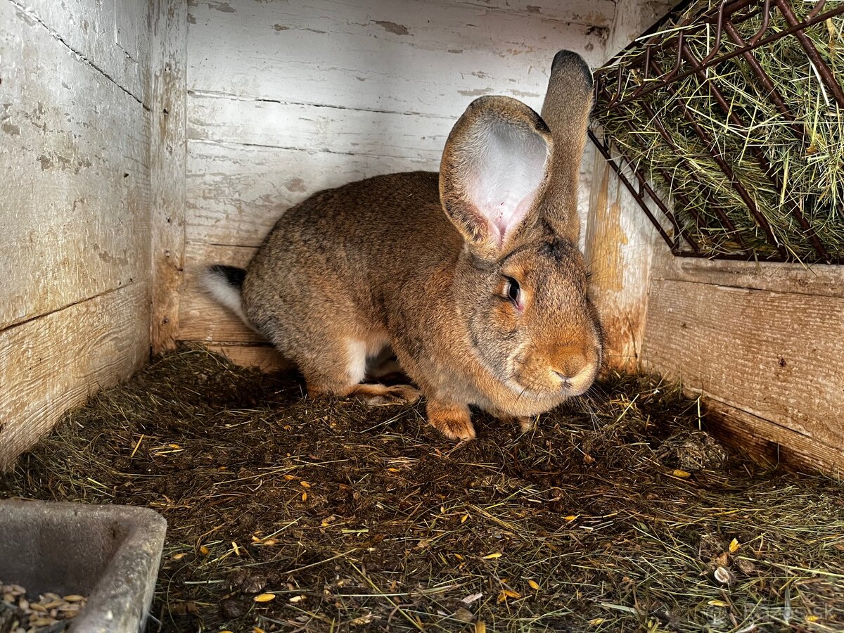 Belgický obor-4.Samička - 2