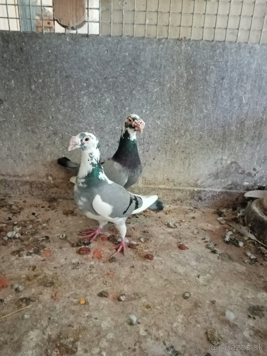 Predám bradavičnaté poštové holuby - 2