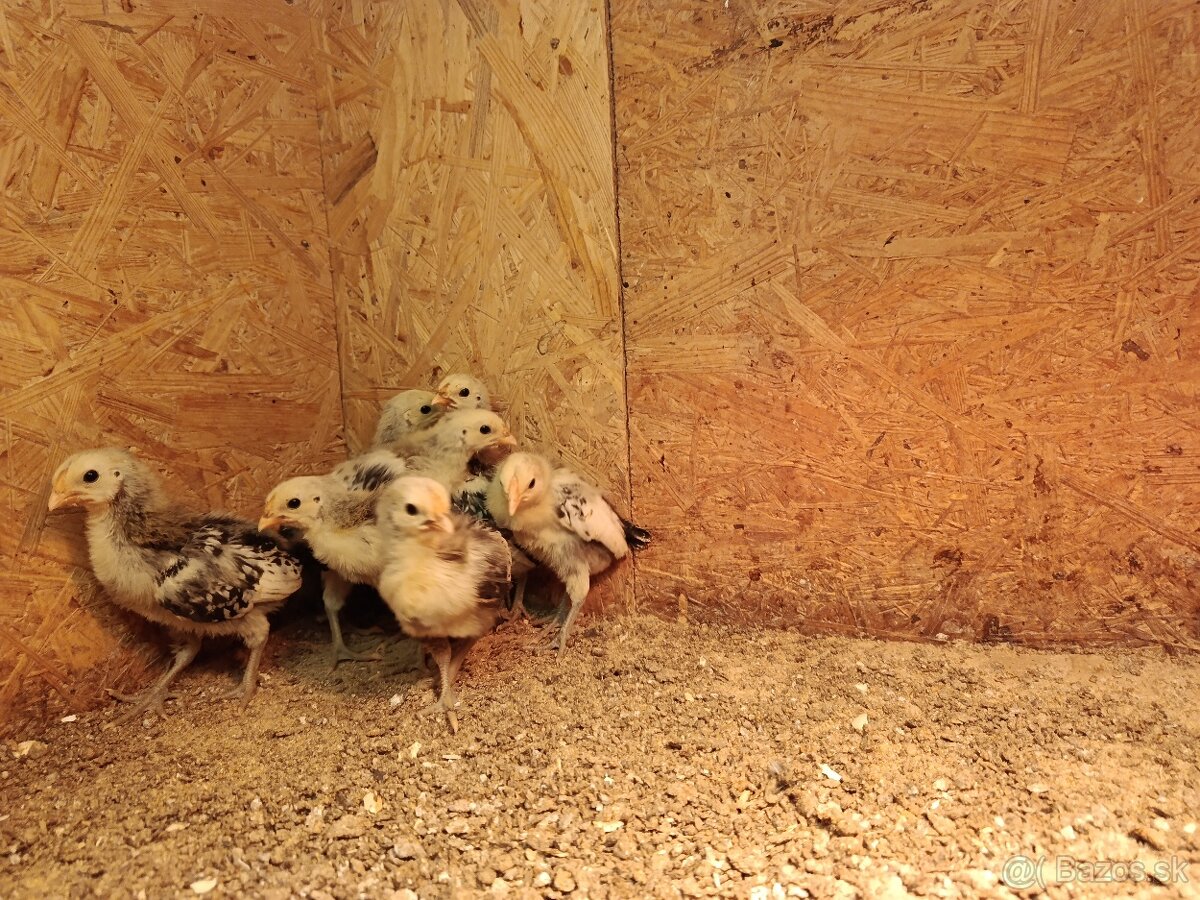 predám kuriatka - 2