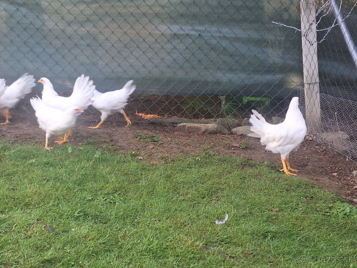 Leghorn - 2