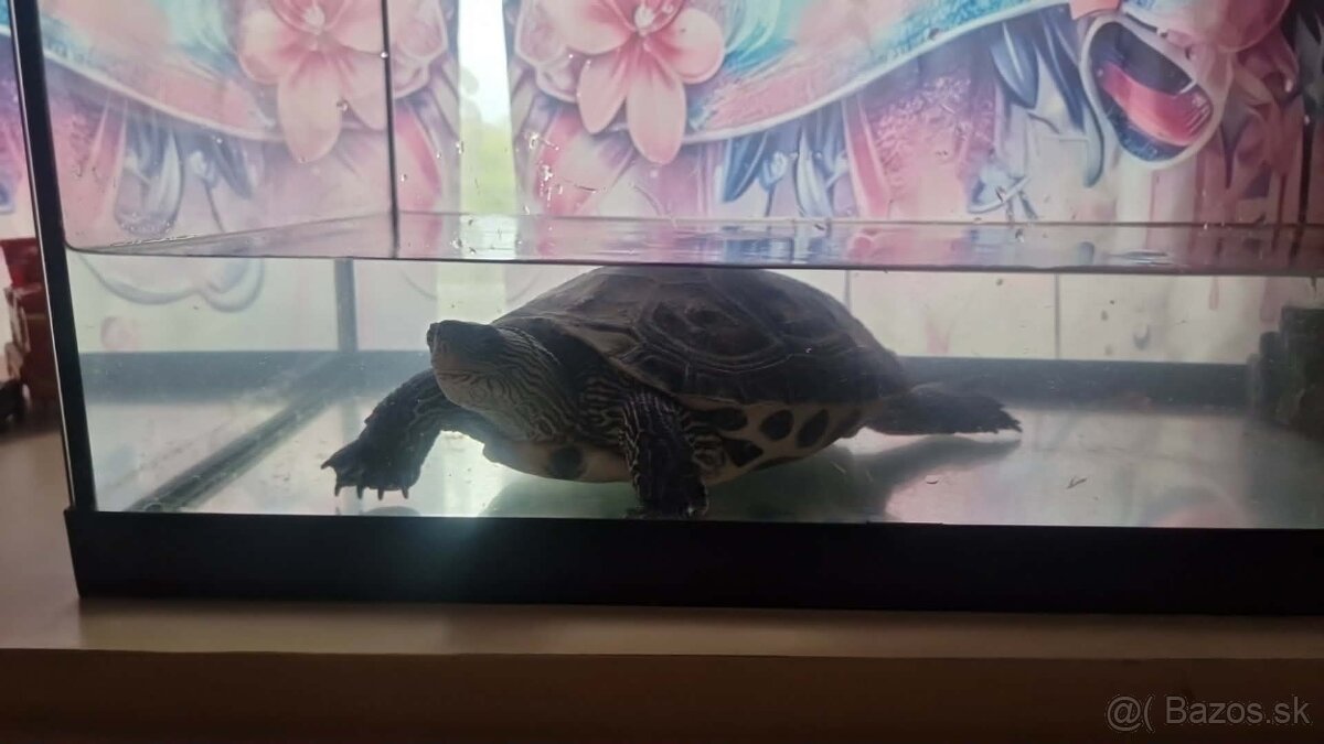 Korytnačka 🐢 - 2