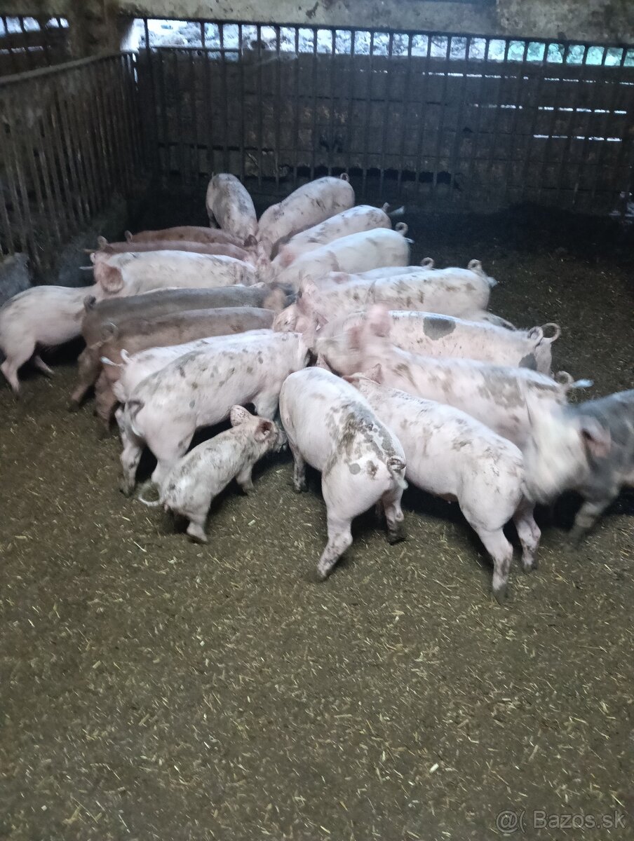 Odstavcata - 2