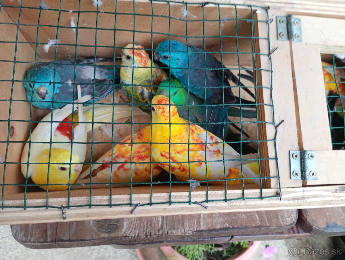 Papagaj spevavi. - 2