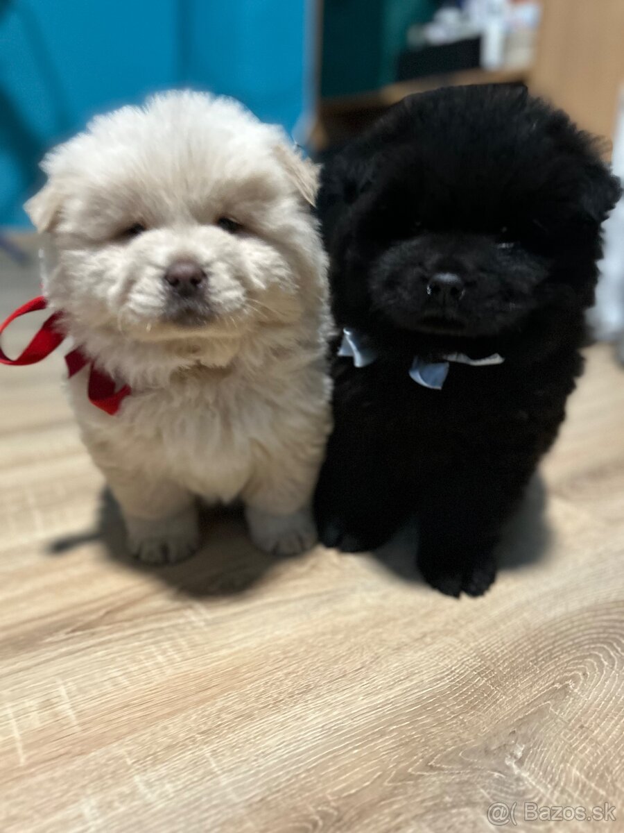 Chow chow ( čau čau) - 2