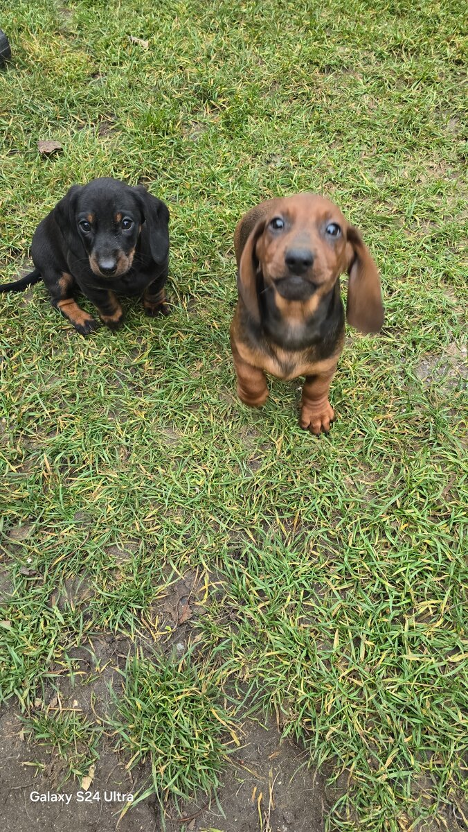 Jazvecik kratkosrsti. - 2