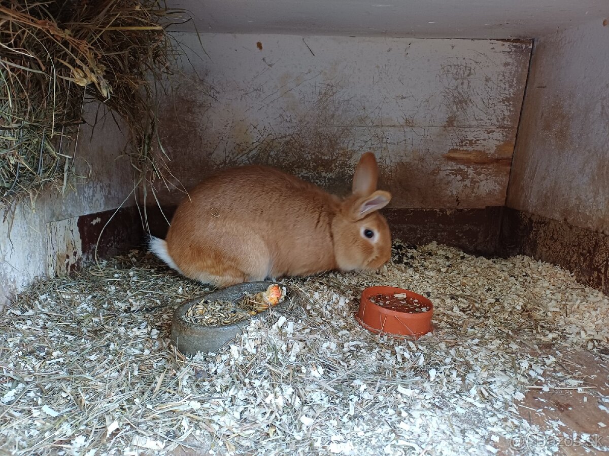 Burgundsky samec - 2