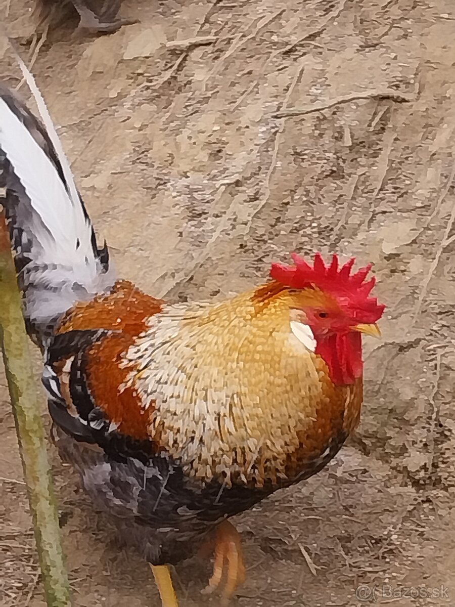 Green shell kohúty - 2