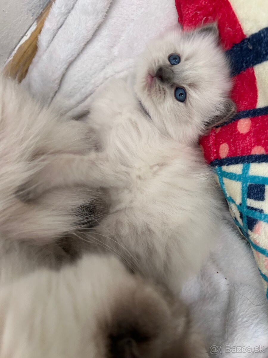 Ragdoll mačiatko - 2