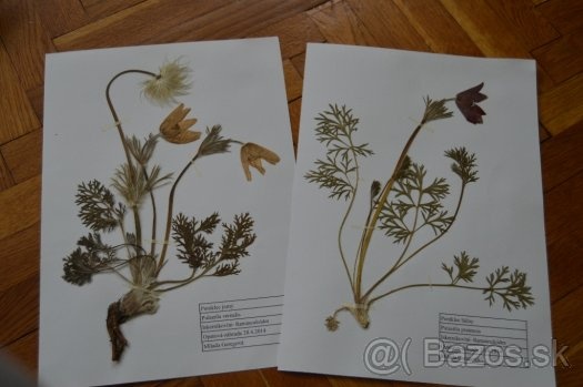 Herbár rastlín - 2