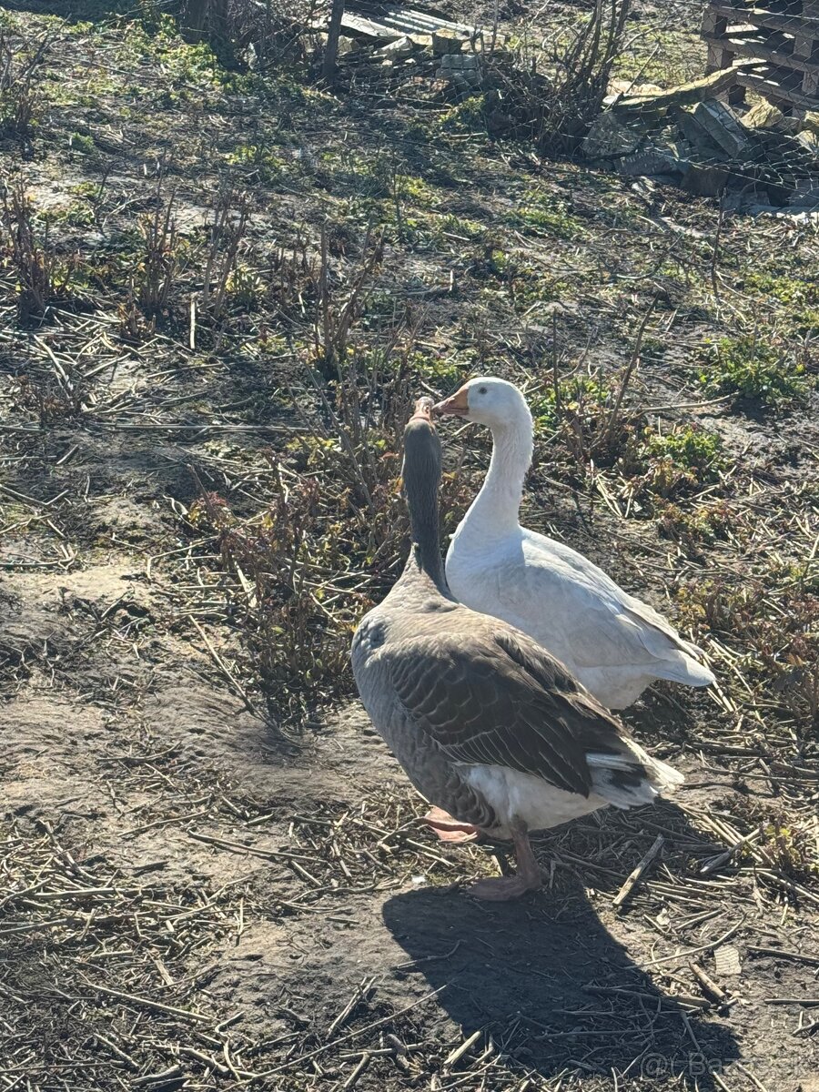 Predám landeského gunara - 2
