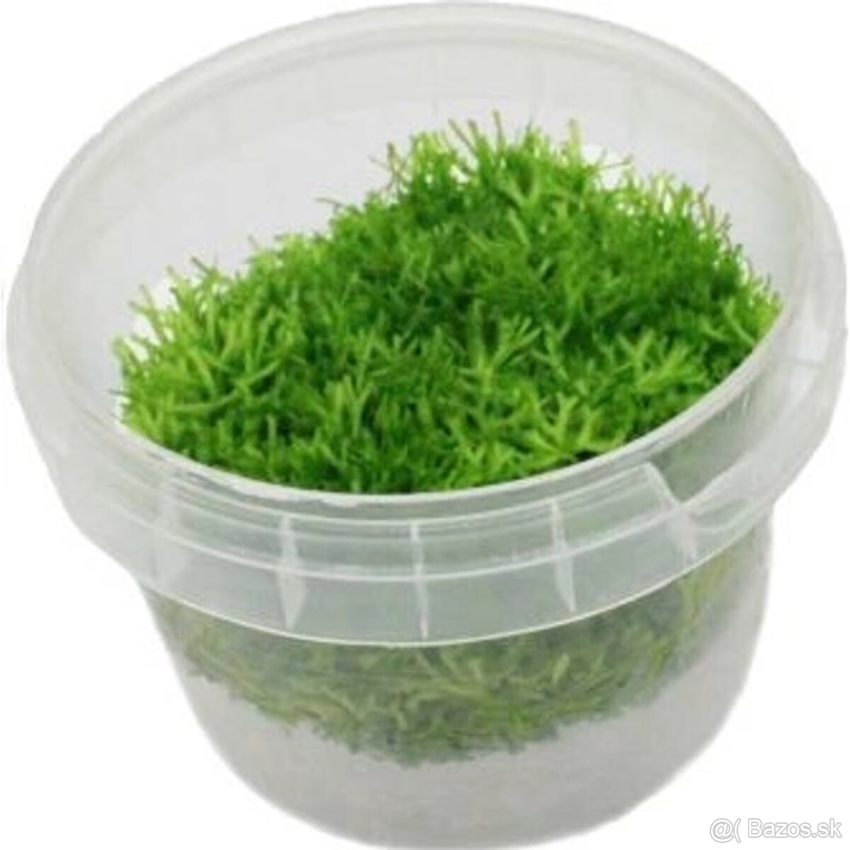 Riccia fluitans - 2