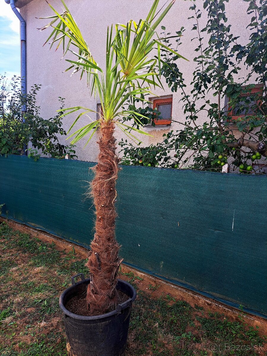 Palma Trachycarpus fortunei - 2
